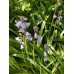 Лъжезюмбюл Синя камбанка / Hyacinthoides blue - 8 бр луковици