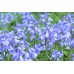 Лъжезюмбюл Синя камбанка / Hyacinthoides blue - 8 бр луковици