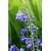 Лъжезюмбюл Синя камбанка / Hyacinthoides blue - 8 бр луковици