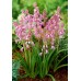 Лъжезюмбюл Розова камбанка / Hyacinthoides pink - 8 бр луковици