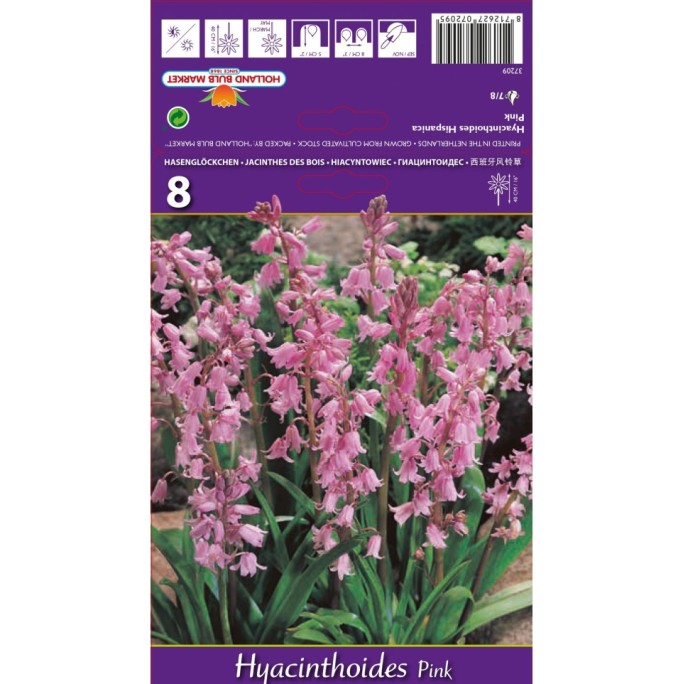 Лъжезюмбюл Розова камбанка / Hyacinthoides pink - 8 бр луковици