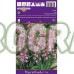 Лъжезюмбюл Розова камбанка / Hyacinthoides pink - 8 бр луковици