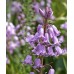 Лъжезюмбюл Розова камбанка / Hyacinthoides pink - 8 бр луковици