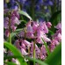 Лъжезюмбюл Розова камбанка / Hyacinthoides pink - 8 бр луковици