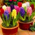 Зюмбюл Източен Микс / Hyacinthus orientalis Mixed - 3 бр луковици