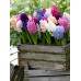 Зюмбюл Източен Микс / Hyacinthus orientalis Mixed - 3 бр луковици