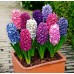 Зюмбюл Източен Микс / Hyacinthus orientalis Mixed - 3 бр луковици