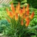 Книфофия Алказар / Kniphofia Alcazar - 1 бр луковица