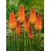 Книфофия Алказар / Kniphofia Alcazar - 1 бр луковица