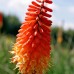 Книфофия Алказар / Kniphofia Alcazar - 1 бр луковица