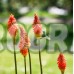 Книфофия Алказар / Kniphofia Alcazar - 1 бр луковица