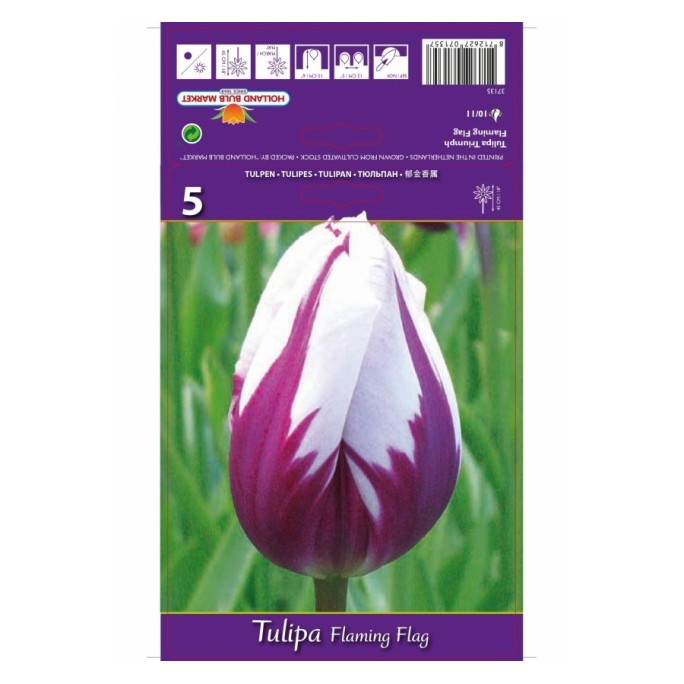 Лале Пламтящо знаме / Tulipa flaming flag - 5 бр луковици