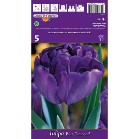 Лале Син диамант / Tulipa Blue diamond - 5 бр луковици