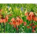 Фритилария Императорска Ведрица "Аврора" (Ходжово лале) / Fritillaria imperialis 'Aurora'- 1 бр луковица