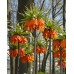 Фритилария Императорска Ведрица "Аврора" (Ходжово лале) / Fritillaria imperialis 'Aurora'- 1 бр луковица