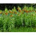 Фритилария Императорска Ведрица "Аврора" (Ходжово лале) / Fritillaria imperialis 'Aurora'- 1 бр луковица