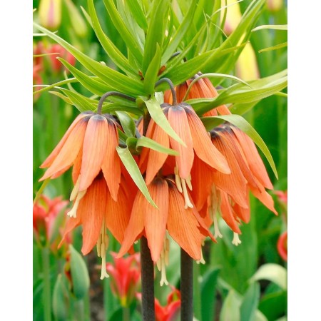 Фритилария Императорска Ведрица "Аврора" (Ходжово лале) / Fritillaria imperialis 'Aurora'- 1 бр луковица