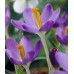 Минзухар Лилав / Crocus Barr's Purple - 10 бр луковици