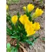 Минзухар Голям Жълт / Crocus big yellow - 7 бр луковици