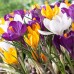 Минзухар Пролетен Микс / Crocus vernus - 7 бр луковици