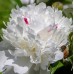 Божур Бял 'Фестива Максима' / Paeonia Festiva Maxima (Paeonia lactiflora) - 1 бр луковицa