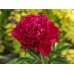 Божур Червен двоен / Paeonia Paul Wild (Paeonia lactiflora) - 1 бр луковицa