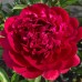 Божур Червен двоен / Paeonia Paul Wild (Paeonia lactiflora) - 1 бр луковицa