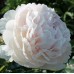 Божур Храмът Шърли / Paeonia Shirley Тemple (Paeonia lactiflora) - 1 бр луковицa