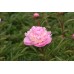 Божур Розов 'Сорбе' / Paeonia Sorbet (Paeonia lactiflora) - 1 бр луковицa