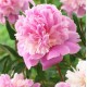 Божур Розов 'Сорбе' / Paeonia Sorbet (Paeonia lactiflora) - 1 бр луковицa