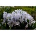 Синчец Сибирски Бял / Scilla siberica 'White' - 10 бр луковици