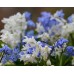 Синчец Сибирски Бял / Scilla siberica 'White' - 10 бр луковици