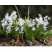 Синчец Сибирски Бял / Scilla siberica 'White' - 10 бр луковици