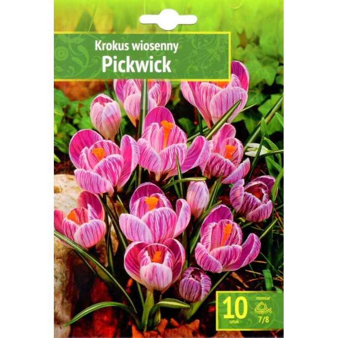 Минзухар Бял с виолетови ивици / Crocus Pickwick - 10 бр луковици