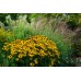 Рудбекия / rudbeckia hirta