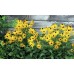 Рудбекия / rudbeckia hirta