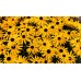 Рудбекия / rudbeckia hirta