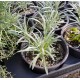 Разсад Къри / Helichrysum italicum