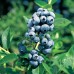 Американска Синя Боровинка Елиът / Blueberry Vaccinium corymbosum Elliott