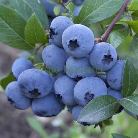 Американска Синя Боровинка Аврора / Blueberry Vaccinium corymbosum Aurora