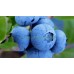 Американска Синя Боровинка Елиът / Blueberry Vaccinium corymbosum Elliott